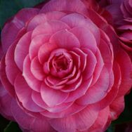 一朵粉红色的茶花